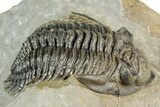 Detailed Metacanthina Trilobite - Issoumour, Morocco #359509-2